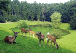 Wildpark Schwarze Berge Logo