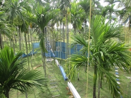 Coco Palms Recreational Center Logo
