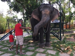 Kaveri Elephant Park Logo